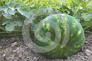 Sweet mellow organic watermelon on the ground, photo for eco cookery business. Summer watermelon harvest in the Northern countries