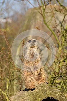 Sweet merkat suricate sitting and watching some predator.