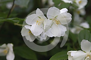 Sweet mock orange bush white blooms