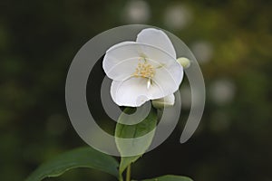 Sweet mock orange bush white blooms