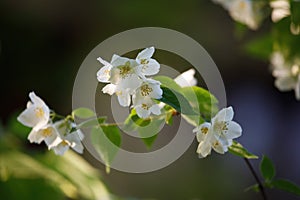 Sweet mock orange or English dogwood Philadelphus coronarius `Aureus