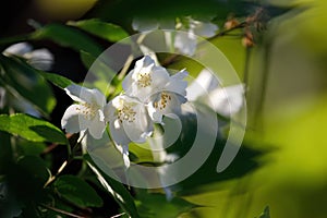 Sweet mock orange or English dogwood Philadelphus coronarius `Aureus