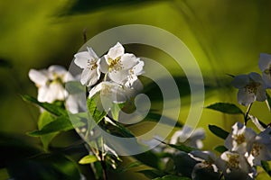 Sweet mock orange or English dogwood Philadelphus coronarius `Aureus