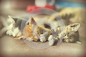 Sweet moment A group of different kitten sleeping on the floor.In soften focus.