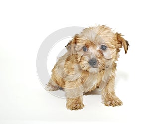 Sweet Morkie Puppy