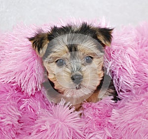 Sweet Morkie Puppy