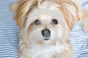 Sweet Morkie Puppy looking directly at the camera.