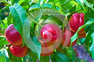 Nectarine on tree