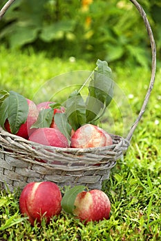 Sweet nectarines with leaves in basket outdoor.