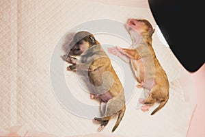 Sweet newborn puppy sleeping under the light