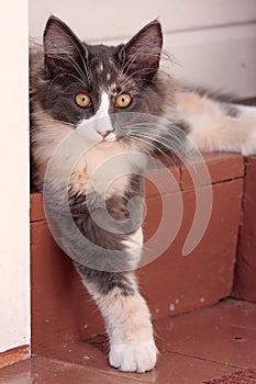 A sweet norwegian forest cat kitten with alert expression