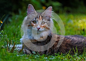 Norwegian forest cat kitten on a summerday