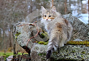 A sweet norwegian forest cat kitten standing on a stone