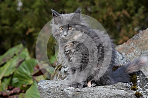 A sweet norwegian forest cat kitten on a stony garden in spring