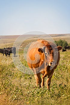 Sweet Old Red Limousine Cow Walking