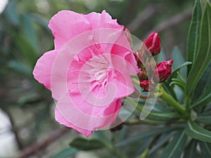 sweet oleander pink flower