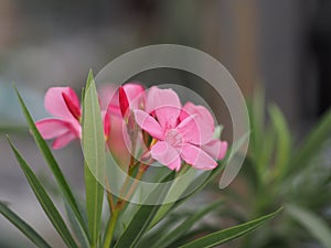 Sweet Oleander, Rose Bay, Nerium oleander name pink flower tree in garden on blurred of nature background, leaves are single oval