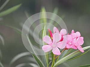 Sweet Oleander, Rose Bay, Nerium oleander name pink flower tree in garden on blurred of nature background, leaves are single oval