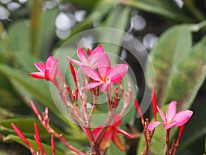 Sweet Oleander, Rose Bay, Nerium oleander name pink flower tree in garden on blurred of nature background, leaves are single oval