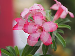 Sweet Oleander, Rose Bay, Nerium oleander name pink flower tree in garden on blurred of nature background, leaves are single oval