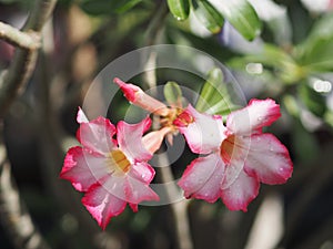 Sweet Oleander, Rose Bay, Nerium oleander name pink flower tree in garden on blurred of nature background, leaves are single oval