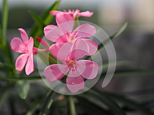 Sweet Oleander, Rose Bay, Nerium oleander name pink flower tree in garden on blurred of nature background, leaves are single oval