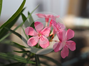 Sweet Oleander, Rose Bay, Nerium oleander name pink flower tree in garden on blurred of nature background, leaves are single oval