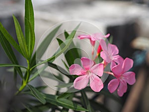 Sweet Oleander, Rose Bay, Nerium oleander name pink flower tree in garden on blurred of nature background, leaves are single oval