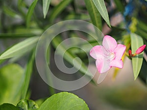 Sweet Oleander, Rose Bay, Nerium oleander name pink flower tree in garden on blurred of nature background, leaves are single oval