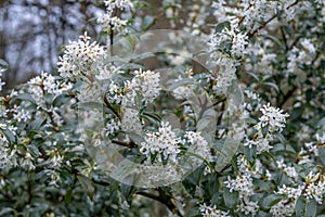 Sweet olive Osmanthus x burkwoodii, branches with small white flowers