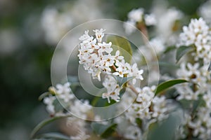 Sweet olive Osmanthus x burkwoodii, shrub with small white flowers