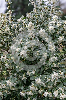 Sweet olive Osmanthus x burkwoodii, shrub with small white flowers