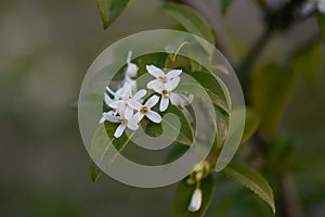 Sweet olive Osmanthus x burkwoodii, with small white flowers