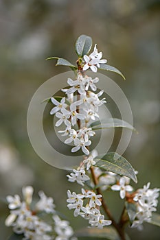Sweet olive Osmanthus x burkwoodii, a twig with fragrant white flowers