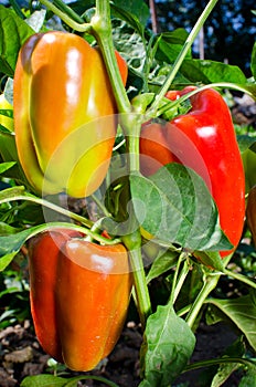 Sweet orange bell peppers