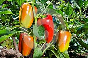 Sweet orange bell peppers