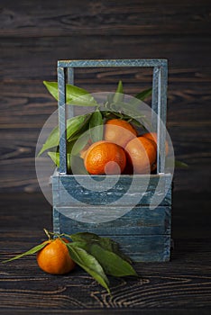 Sweet orange clementine tangerines, mandarines with green leaves in a blue rustic wooden box. Citrus still life on a