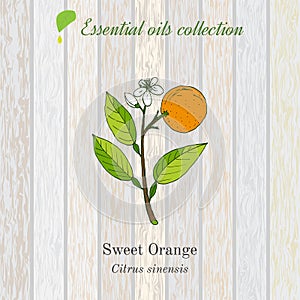 Sweet orange, essential oil label, aromatic plant