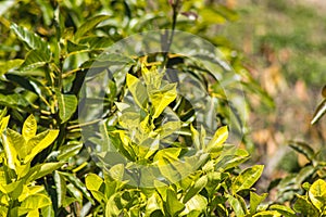 Sweet orange plant, known as Citrus sinensis (L.) Osbeck, belongs to the Rutaceae plant family