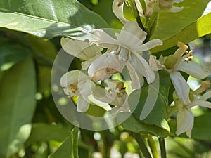 Sweet oranges / Citrus sinensis - Citrus x sinensis / Orange, Apfelsine, l`oranger, l`orange douce, Naranjero or Naranjo dulce