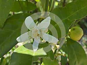 Sweet oranges / Citrus sinensis - Citrus x sinensis / Orange, Apfelsine, l`oranger, l`orange douce, Naranjero or Naranjo dulce photo