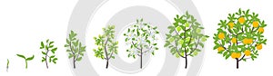 Sweet oranges tree growth stages. Vector illustration. Ripening period progression. Orange fruit tree life cycle animation plant