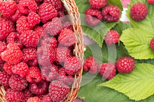 Sweet Organic Raspberries in a Basket