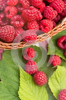 Sweet Organic Raspberries in a Basket