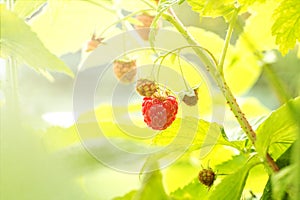 Sweet Organic Raspberries on the Bush