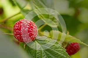 Sweet Organic Raspberries on the Bush