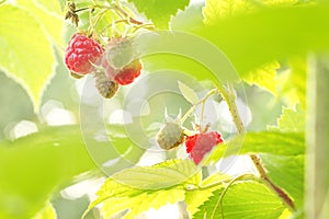 Sweet Organic Raspberries on the Bush