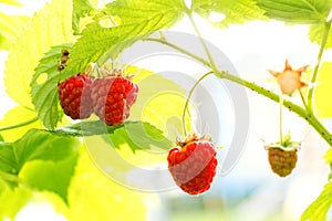 Sweet Organic Raspberries on the Bush