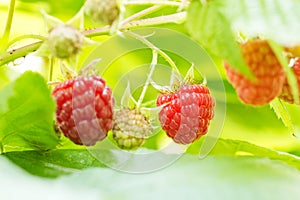 Sweet Organic Raspberries on the Bush