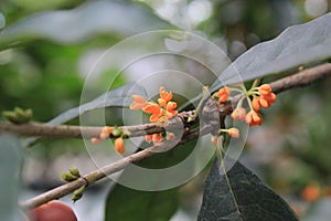 Sweet osmanthus